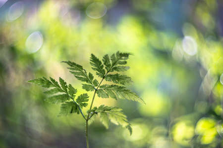 fern leaf vintage lens rendering