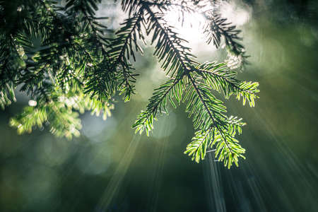 sun rays through the fir vintage lens renderingの写真素材