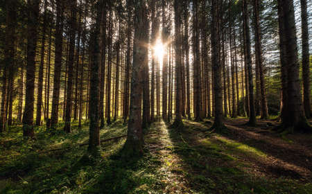 sunrays through the trees in the autumn forestの写真素材