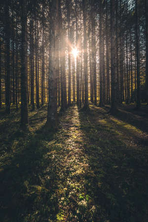 sunrays through the trees in the autumn forestの写真素材