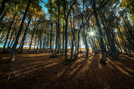sunrays through the trees in the autumn forest