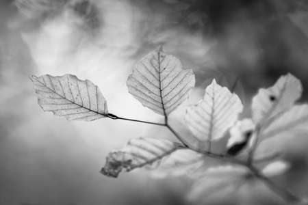 leaves in the undergrowth in black and whiteの写真素材