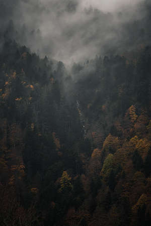 Mysterious black mountain forest in the fogの写真素材