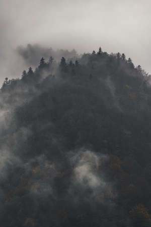 Mysterious black mountain forest in the fogの写真素材