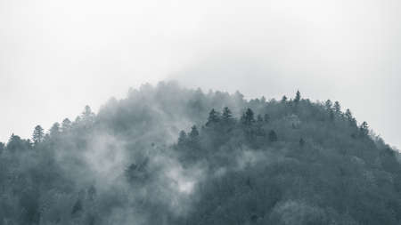 Mysterious black mountain forest in the fog