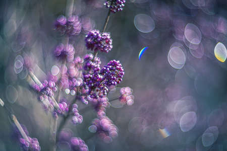 shiny light on the callicarpa shrub / vintage lens rendering