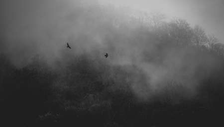 two crows fly in the mistの写真素材