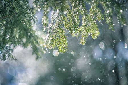 Pine after the rain vintage lens rendering