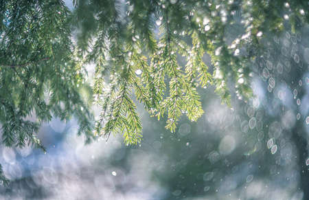 Pine after the rain vintage lens rendering