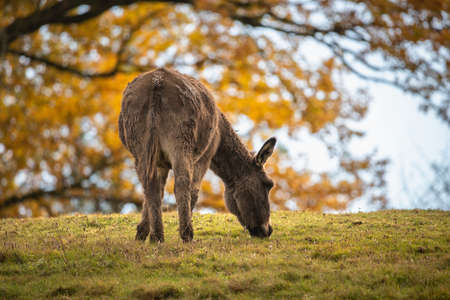 Donkey in the autumn meadowの写真素材