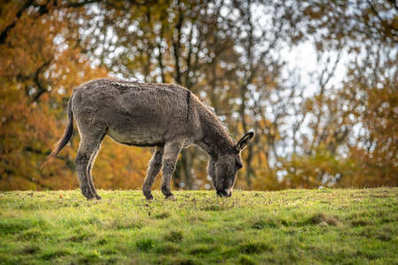 Donkey in the autumn meadowの写真素材