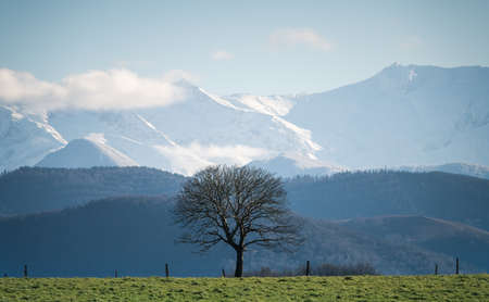 isolated tree at the foot of the Pyrenees mountains in southwest France