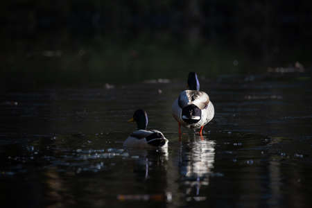 Duck on the lake in winter dark atmosphereの写真素材