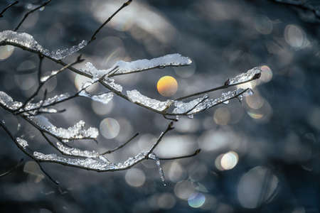 Frost on the branches of tree