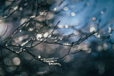 Frost on the branches of treeの写真素材