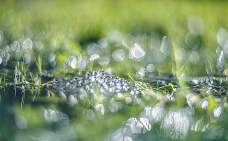 frog eggs on water surface vintage lens renderingの写真素材
