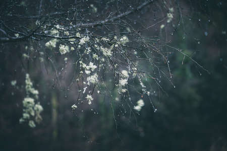 tree branch with lichen in the rain