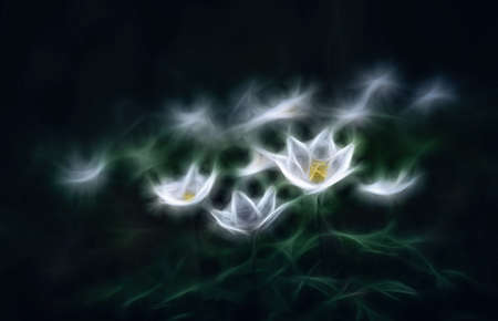 Wood anemone spring white flower fractal effect