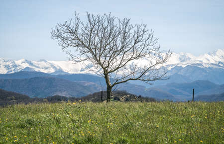 isolated tree at the foot of the Pyrenees mountainsの写真素材