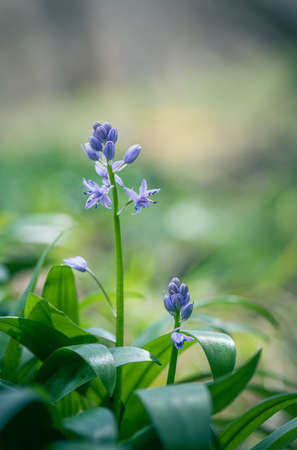 scille lis-jacinthe or hyacinth of the pyrÃ©nÃ©es spring plant with blue flowersの写真素材