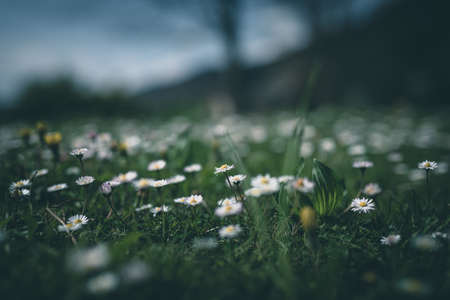 daisies in a meadow selective focusの写真素材