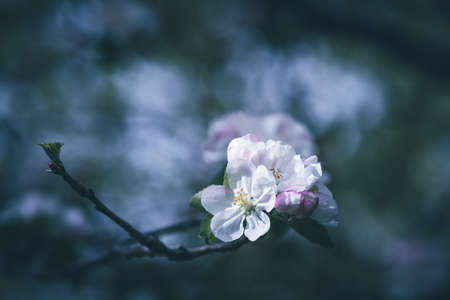 Apple tree blossom close-up. white apple flowerの写真素材