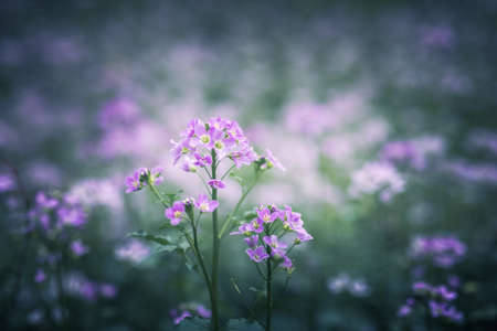 cuckoo flower purple wildflower in the meadowの写真素材