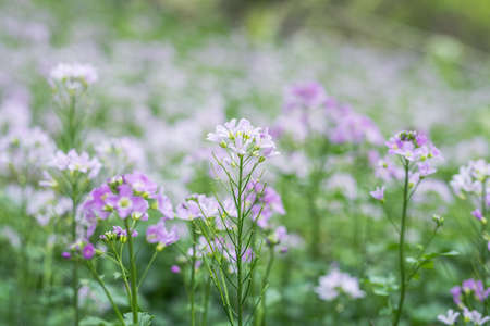 cuckoo flower purple wildflower in the meadow