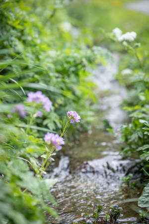 cuckoo flower purple wildflower along a small riverの写真素材