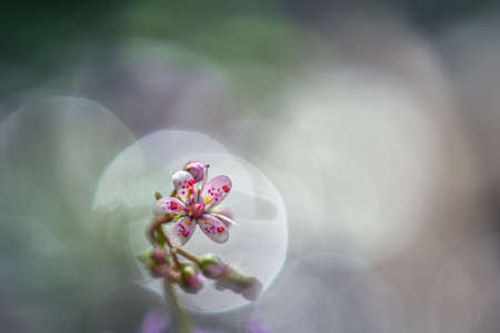 close up of a tiny flower Saxifraga hirsutaの写真素材