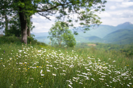 daisy meadow in the Pyrenees mountainsの写真素材