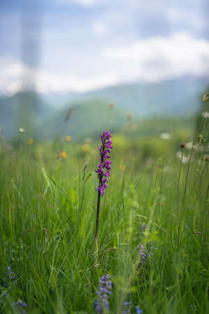 early purple orchid, flower in the pyrenes mountainの写真素材