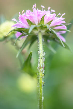 widow flower with aphids and ants colonies