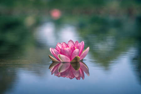 pink water lily or lotus flower reflected in waterの写真素材