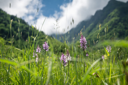 meadow with orchid flowers and mountainsの写真素材