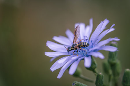 close up of blue-sow thistle flower with wasp on itの写真素材