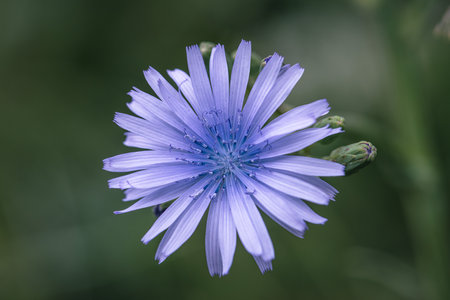 close up of blue-sowthistle flower