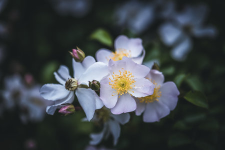 Flower of sweetbrier or wild roseの写真素材