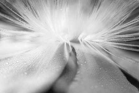 st. john's wort (hypericum calycinum) yellow bushy flowerの写真素材