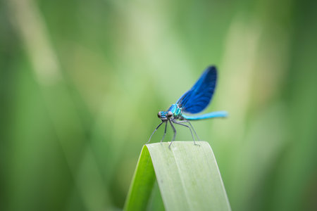 Blue dragonfly Banded damselfly (Calopteryx splendens)の写真素材