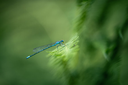 blue dragonfly on a green leaf