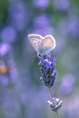 butterfly on lavender flower