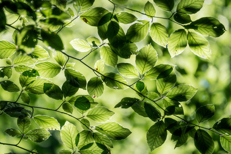 ambient Light through the trees in the forestの写真素材