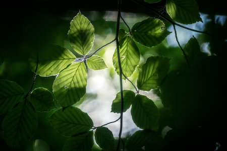 ambient Light through the trees in the forestの写真素材