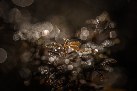 Morning dew on the plant in autumn
