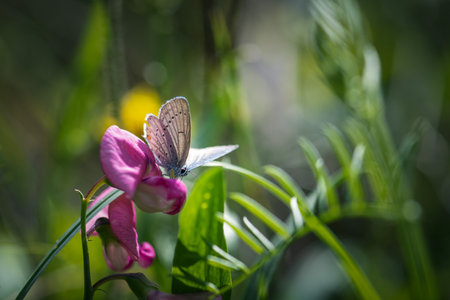 butterfly on narrow-leaved everlasting-pea flowerの写真素材