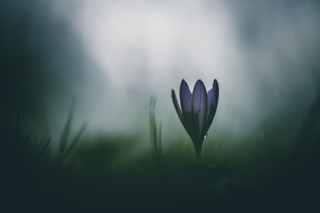 Colchicum autumnale, commonly known as autumn crocusの写真素材