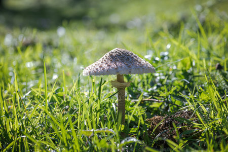 Parasol mushroom (Macrolepiota procera) in grass. autumn season