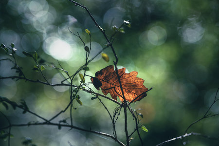 ambient Light through the trees in the autumn forest
