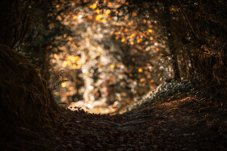 mountain path in autumnの写真素材